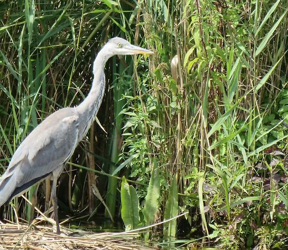 Bed And Coffee Het Kraaienest *