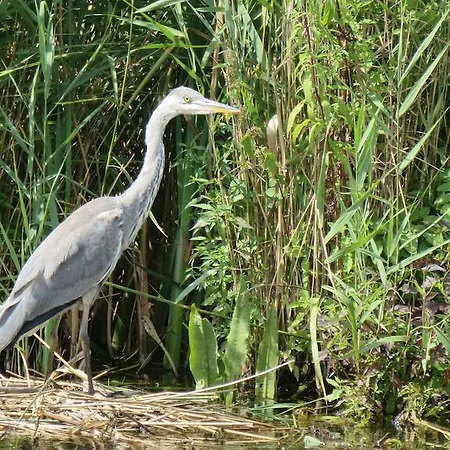Bed And Coffee Het Kraaienest *